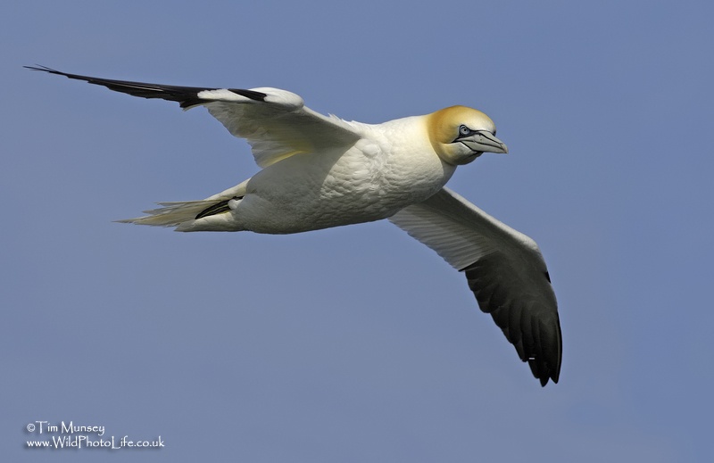 Gannet 280407.jpg